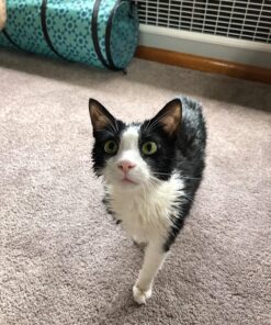 Adams Plus Flea & Tick Shampoo with Precor for Cats, Kittens, Dogs & Puppies Over 12 Weeks Of Age Sensitive Skin Flea Treatment | Kills Adult Fleas, Flea Eggs, Ticks, and Lice 12 Ounces Shampoo Only 41 81 4kbPL8ZL