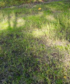 Antler King No Sweat No Till Plot Mix 30 81 68Xk6fjL