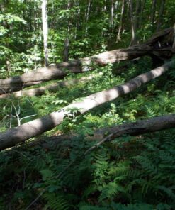 Greenworks 40V 16" Brushless Cordless Chainsaw (Great For Tree Felling, Limbing, Pruning, and Firewood / 75+ Compatible Tools), 4.0Ah Battery and Charger Included 16" (4.0Ah) Gen 1 61 81 6j7u7TIL