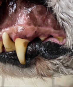 Solid Gold SeaMeal Multivitamin for Cats & Dogs - Kelp Powder Cat & Dog Supplement - Omega 3 & Digestive Enzymes for Skin & Coat, Gut + Immune Support - 1 LB 49 81 BGhYb2xL 1