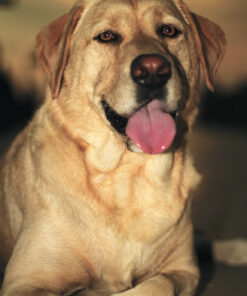 Amazon Basics Aluminum Light Photography Tripod Stand with Case - Pack of 2, 2.8 - 6.7 Feet, 3.66 Pounds, Black 2-Pack 44 81 IDlk0C6L