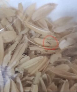 Green Lacewing Eggs - 10,000 Live Eggs Packed in Rice Hulls 25 81 ILL6qtL