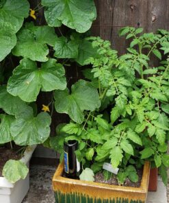 REMIAWY Plant Watering Stakes 6 Pack Automatic Plant Waterers for Vacations, Plant Watering Devices Terracotta Self Watering Spikes for Wine Bottles Great Watering Spikes for Indoor & Outdoor Plants 38 81 P VqPefL 2