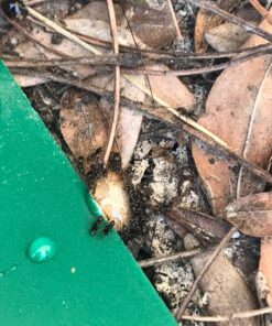 Terro 1806 Outdoor Liquid Ant Baits, 1.0 fl. oz. - 6 count 36 81 RtjSXkJL