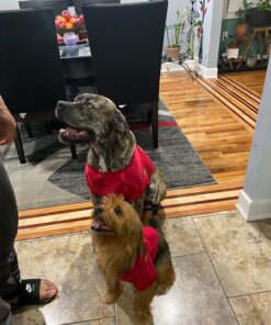 K9 Advantix II Large Dog Vet-Recommended Flea, Tick & Mosquito Treatment & Prevention | Dogs 21-55 lbs. | 2-Mo Supply 2 Pack Large Dog only 35 81 TWEF78oL