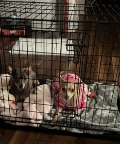 MidWest Homes for Pets Newly Enhanced Double Door iCrate Dog Crate, Includes Leak-Proof Pan, Floor Protecting Feet, Divider Panel & New Patented Features 36 inch (Pack of 1) 34 81 WdSrcsDL