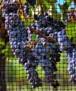 ASPECTEK Bird Net for Gardens and Crops (6.56 x 20 feet) 21 81 cIQYVnvL