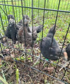 Best Choice Products 80in Outdoor Wooden Chicken Coop Multi-Level Hen House, Poultry Cage w/Ramps, Run, Nesting Box, Wire Fence, 3 Access Areas 47 81 iftTl8aL