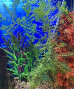 Microsorum Java Fern and Hornwort | Easy Low Light Aquarium Plants 45 81 lCeYXOBL