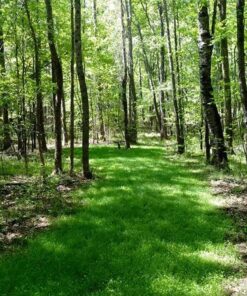 Antler King No Sweat No Till Plot Mix 21 81 ps3lo60L