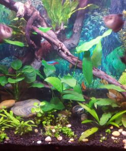 Finnex Planted 24/7 Fully Automated Aquarium LED, 36-Inch Not Controllable 36 Inch 35 81 ttJuvKyL