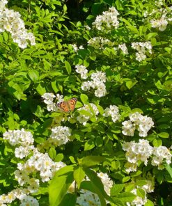 Insect Lore 5 Live Caterpillars Cup of Caterpillars Butterfly Kit Refill - Plus Butterfly Life Cycle Stages Toy Figurines - Shipped Now 64 81 xLeGywCL