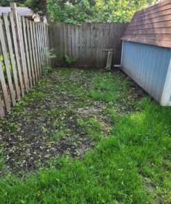 Jonathan Green (10622) Black Beauty Dense Shade Grass Seed - Cool Season Lawn Seed (1 lb) 1 lb 22 810 lWjJepL