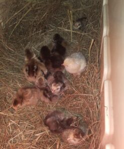 IncuView™ 3 Pro All-in-One Automatic Egg Incubator w Built-in Egg Turner, Incubator Warehouse, Countdown Hatch Timer, Auto-Off Egg Turner, Universal Egg Turner, Quail - Goose, 2022 39 81042p5efFL