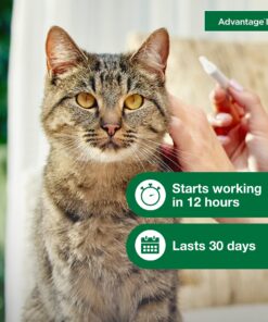 Advantage II Large Cat Vet-Recommended Flea Treatment & Prevention | Cats Over 9 lbs. | 2-Month Supply 2 Pack Large Cat only 26 8109Gjq87BL 6