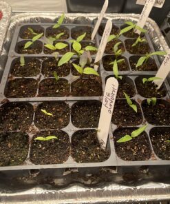 Hot Pepper Seeds - Organic Heirloom Chili Seed Variety Pack for Planting - Cayenne, Jalapeno, Habanero, Poblano, and More 49 810ABJmUBL