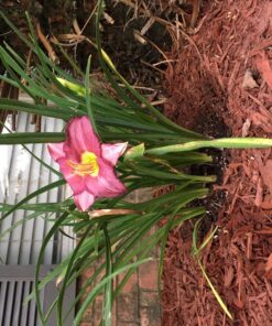 Andrews 30-Foot 2 Tube Sprinkler Hose 10-12346,Multicolor 20 810BdtZtsiL