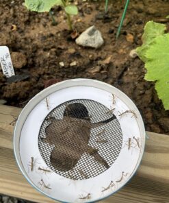 Praying Mantis Egg Case with Hatching Habitat Cup - 2 Praying Mantids Egg Cases 2 Egg Pod Habitat Cup 33 810Dp6dtZLL