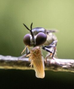 Meike MK-S-AF3B Auto Focus Extension Tube 10mm 16mm For Sony A7 A7M2 NEX 3 NEX 5 NEX 6 A6600 A5000 A6000 A6100 A6300 A6400 A6500 A9 49 810DrdZm8rL