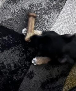 Nylabone Healthy Edibles All-Natural Long Lasting Bacon Flavor Chew Treats 1 count pack of 3 Bacon Small/Regular 3 Bacon Dog Treats 3 Count (Pack of 1) 28 810EDy2FLL