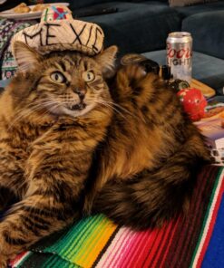 Instinct Limited Ingredient Diet Grain Free Real Rabbit Recipe Natural Wet Canned Cat Food, 3 oz. Cans (Case of 24) 3 Ounce (Pack of 24) 49 810ERnPn4VL