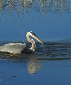 Nikon COOLPIX P900 Digital Camera (Black) 106 810GMpJsV8L