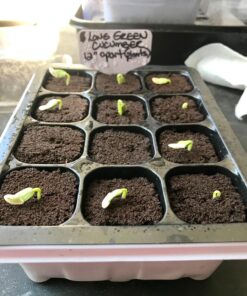 Cucumber, Long Green Improved Seeds, NON-GMO, 25 seeds per package,Long Green Improved Cucumber is a strong, vigorous producer . 8 810HXSY4wCL