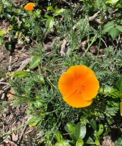 Orange California Poppy Seeds, Bulk Pack of 8 Oz, 150,000+ Seeds by Seeds2Go 17 810I66CFVzL