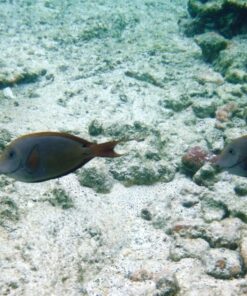 Fujifilm FinePix XP80 Waterproof Digital Camera with 2.7-Inch LCD (Yellow) Yellow 106 810KhdTo eL