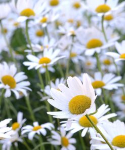 Outsidepride Perennial Roman Chamomile Evergreen Carpet Herb Garden Plants - 25000 Seeds 12 810QWYYA6eL