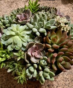 Succulents Plants Live (20PK) Potted Succulent Plants Live House Plants, Cactus Plants Live Plants Indoor Plants Live Houseplants, Indoor Plant Succulents Live Plant House Plant by Plants for Pets 20-PACK 53 810RieaBjLL