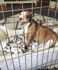 MidWest Homes for Pets Foldable Metal Dog Exercise Pen / Pet Playpen, Gold zinc w/ door, 24'W x 30'H, 1-Year Manufacturer's Warranty 30" H 36 810SdNXq1L