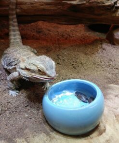 Living World Ergonomic Food Dish, for Small Animals, Blue, Small, 4.22oz, 61682A1 31 810VtFb3FnL