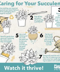 Succulents Plants Live (20PK) Potted Succulent Plants Live House Plants, Cactus Plants Live Plants Indoor Plants Live Houseplants, Indoor Plant Succulents Live Plant House Plant by Plants for Pets 20-PACK 49 810XO2BUoDL