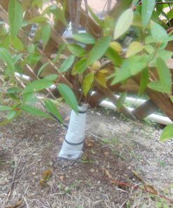 Dewitt 3-Inch by 50-Foot Tree Wrap White TW3W 22 810XYCz6JdL