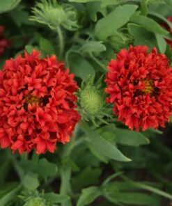 Outsidepride Gaillardia Pulchella Red Blanket Flower Heat & Drought Tolerant Garden Plants - 1000 Seeds 10 810d2Wz3N3L