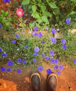 Seed Needs, Large 2.1 Ounce Package of 30,000+ Dazzling Blue Wildflower Seeds for Planting (99% Pure Live Seed Butterfly Attracting Wildflower Mixture - NO Filler) - Bulk 57 810i880o70L 1