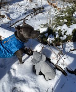 Kurgo Loft Dog Jacket, Reversible Dog Coat, Wear with Harness or Sweater, Water Resistant, Reflective, Winter Coat For Medium Dogs (Coastal Blue, M) Coastal Blue/Orange 56 810jqslZPUL