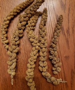 Living World - Spray Millet, 17.6 Oz – Premium Treat for Budgies, Canaries, Finches, Cockatiels and Other Pet Birds 1.1 Pound (Pack of 1) 21 810kGVNFtcL