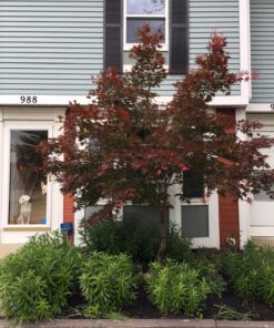 Hydrofarm 752289500411 FX14055 FoxFarm Happy Frog Japanese Maple Fertilizer, 1-Pack 13 810l6Eei3XL