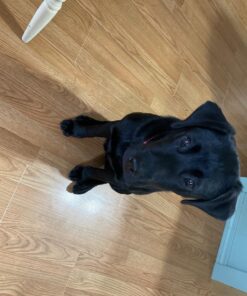 Royal Canin Labrador Retriever Puppy Breed Specific Dry Dog Food, 30 lb. bag 35 810nIw82CtL