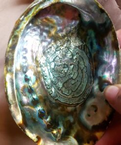 Hand Selected Abalone Shell, 6 Inches or Larger. Perfect for Holding Incense, Trinkets, and More 41 810nboX4ozL