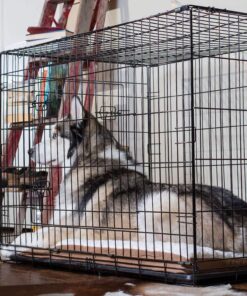 Dog Crates for Extra Large Dogs - XXL Dog Crate 48" Pet Cage Double-Door Best for Big Pets - Wire Metal Kennel Cage & Tray - in-Door Foldable & Portable for Animal Out-Door Travel 48.0"L x 29.0"W x 32.0"H 24 810nrme68rL 1