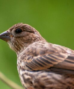 Large Clear Window Bird Feeder - Extended House with Strong Suction Cups - Steel Perch Sliding Feed Seed Tray - See Through Transparent Big Birdhouse - Wild Finch, Cardinal, Blue Jay - Cool Cat Gift 82 810raxxEb2L