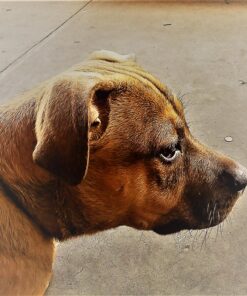 Muscle Bully Gains - Mass Weight Gainer for Dogs, Whey Protein, Flax Seed (for Bull Breeds, Pit Bulls, Bullies) Increase Healthy Natural Weight, Made in The USA (90 Servings) 90 Servings 35 810ujOoGTSL