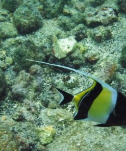 Fujifilm FinePix XP80 Waterproof Digital Camera with 2.7-Inch LCD (Yellow) Yellow 105 810vdjLNlL