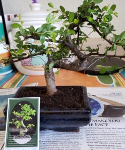 9GreenBox Chinese Elm Bonsai Tree Style 8 66 8110Y8z6aTL