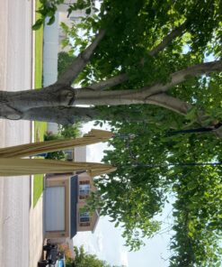 Tree Swing Hanging Straps Kit, Heavy Duty Holds 2200LBS 5FT Extra Long, with Safer Lock Snap Carabiners & Carry Pouch Bag 5 ft 40 8112oXJSRxL