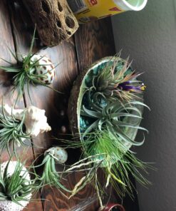 Hand Selected Abalone Shell, 6 Inches or Larger. Perfect for Holding Incense, Trinkets, and More 46 8112xXMUihL