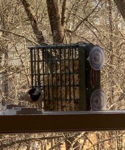 Heath Outdoor Products DD4-12 Heath Bird Suet, Yellow, 11.25 Ounce (Pack of 12) 11.00 Ounce (Pack of 12) 47 8114rb80dqL